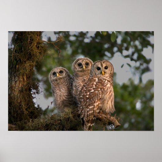 Verenigde Staten, Florida, Viera Wetlands. Drie st Poster (Voorkant)