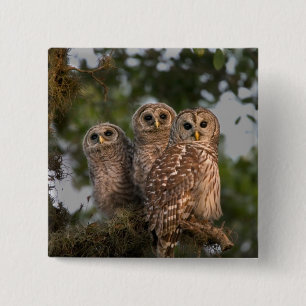 Verenigde Staten, Florida, Viera Wetlands. Drie st Vierkante Button 5,1 Cm