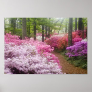 Verenigde Staten, Georgië, Pine Mountain. Azaleas  Poster