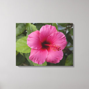Verenigde Staten, Hawaii, Oahu. De Hibiscus is de  Canvas Afdruk