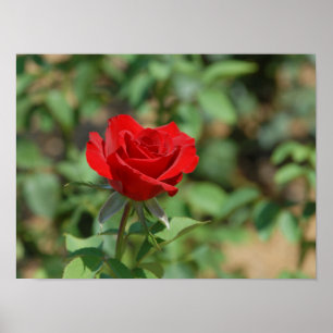 Verenigde Staten, Kansas, Red Rose Poster