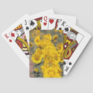 Verenigde Staten, Kansas. Zonnebloemen (Helianthus Pokerkaarten
