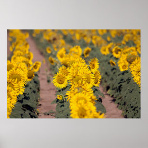 Verenigde Staten, Kansas. Zonnebloemen (Helianthus Poster