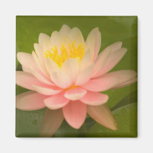 Verenigde Staten, Maryland, Westminster, Unie Magneet