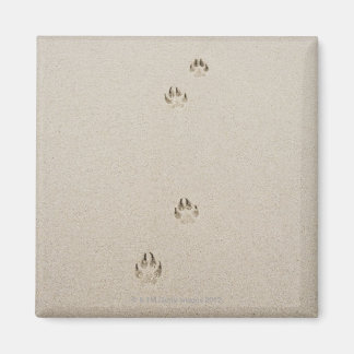 Verenigde Staten, Massachusetts, hondenspoor op za Magneet