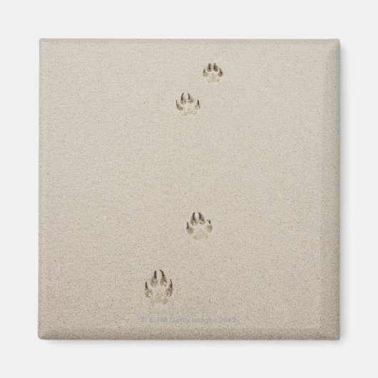 Verenigde Staten, Massachusetts, hondenspoor op za Magneet (Voorkant)