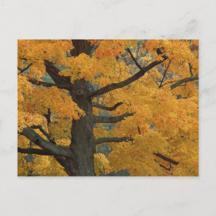 Verenigde Staten, Michigan, Sluiting van de suiker Briefkaart