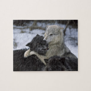 Verenigde Staten, Montana, Wolven spelen in sneeuw Legpuzzel