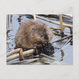 Verenigde Staten, Nebraska. Beaver Briefkaart