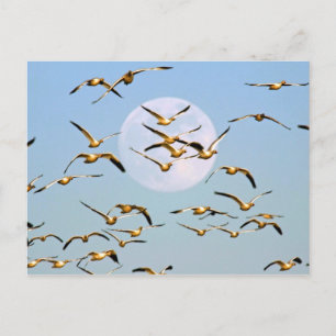 Verenigde Staten, New Mexico, Bosque del Apache Briefkaart