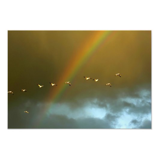 Verenigde Staten, New Mexico, Bosque del Apache Na Foto Afdruk (Voorkant)