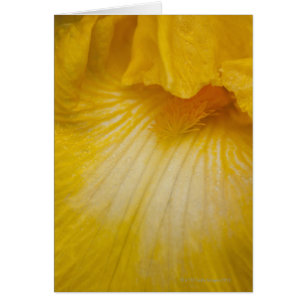 Verenigde Staten, Oregon, Sluiting gele iris