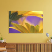 Verenigde Staten, Pennsylvania. Gele Gerbera Daisi Canvas Afdruk (Insitu (Woonkamer))