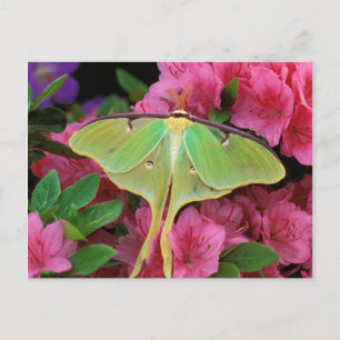 Verenigde Staten, Pennsylvania. Luna moth on roze  Briefkaart