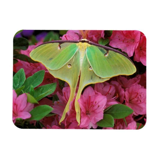 Verenigde Staten, Pennsylvania. Luna moth on roze  Magneet (Horizontaal)