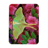 Verenigde Staten, Pennsylvania. Luna moth on roze  Magneet (Verticaal)