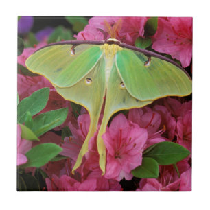 Verenigde Staten, Pennsylvania. Luna moth on roze  Tegeltje
