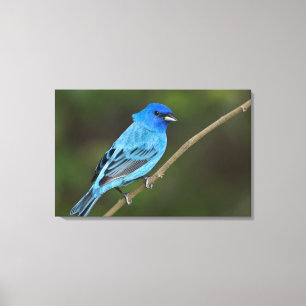 Verenigde Staten, Texas, South Padre Island Canvas Afdruk