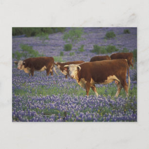 Verenigde Staten, Texas, Texas Hill Country, Heref Briefkaart
