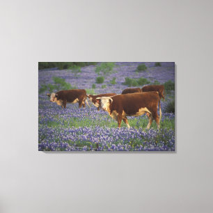 Verenigde Staten, Texas, Texas Hill Country, Heref Canvas Afdruk
