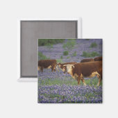 Verenigde Staten, Texas, Texas Hill Country, Heref Magneet (Voorkant / Achterkant)