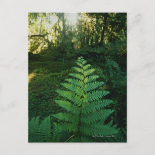 Verenigde Staten, Washington, Olympia National Par Briefkaart