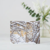 Verenigde Staten, Wyoming, Bobcat Briefkaart (Staand voorkant)