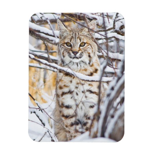 Verenigde Staten, Wyoming, Bobcat Magneet (Verticaal)