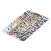 Verenigde Staten, Wyoming, Bobcat Magneet (Linkerzijde)