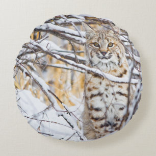 Verenigde Staten, Wyoming, Bobcat Rond Kussen