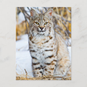 Verenigde Staten, Wyoming, Portret van Bobcat Briefkaart