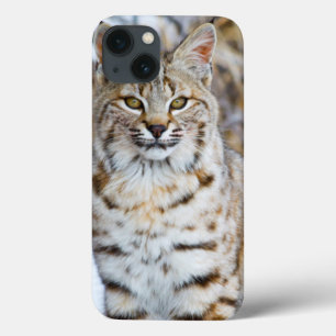 Verenigde Staten, Wyoming, Portret van Bobcat iPhone 13 Hoesje