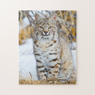 Verenigde Staten, Wyoming, Portret van Bobcat Legpuzzel