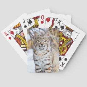 Verenigde Staten, Wyoming, Portret van Bobcat Pokerkaarten