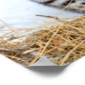 Verenigde Staten, Wyoming, Portret van Bobcat Poster (Hoek)