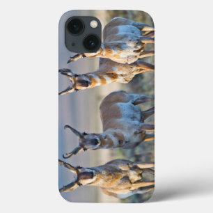 Verenigde Staten, Wyoming, Vier Pronghorn-antipiek iPhone 13 Hoesje