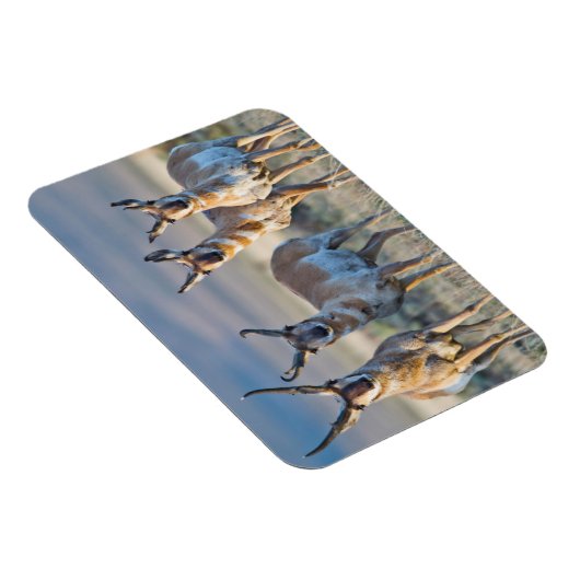Verenigde Staten, Wyoming, Vier Pronghorn-antipiek Magneet (Rechterzijde)