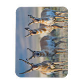 Verenigde Staten, Wyoming, Vier Pronghorn-antipiek Magneet (Verticaal)