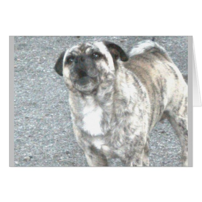 Verergerde blaffende buldog (Voorkant Horizontaal)