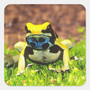 Verf Kikker, Dendrobates tinctorius, Vierkante Sticker