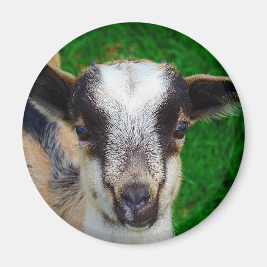 Verf Magneet (Voorkant)