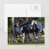 Verf paarden briefkaart (Voorkant / Achterkant)