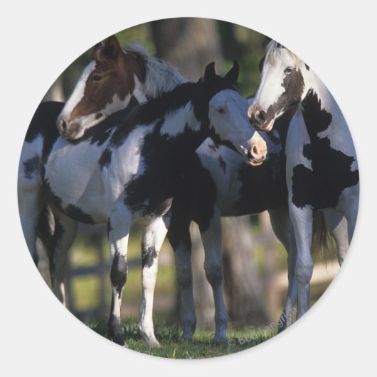 Verf paarden ronde sticker (Voorkant)