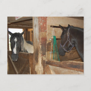 Verf/Pinto-paard Briefkaart