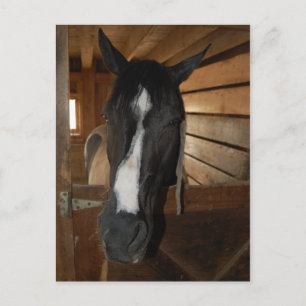 Verf/Pinto-paard Briefkaart