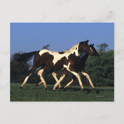 Verfbedekking loopt briefkaart (Voorkant)