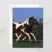 Verfbedekking loopt briefkaart (Voorkant / Achterkant)