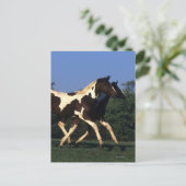 Verfbedekking loopt briefkaart (Staand voorkant)