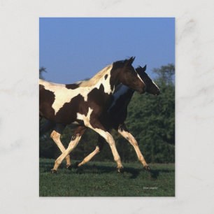 Verfbedekking loopt briefkaart