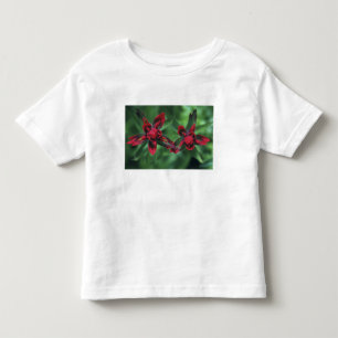 Verfborstel, Banff NP, Alberta, Canada 2 Kinder Shirts